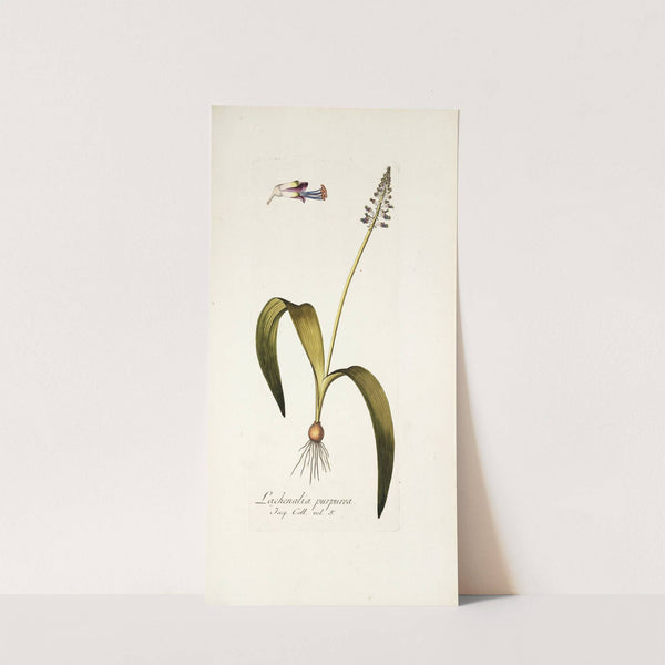 Lachenalia purpurea (1781-1793) by Nikolaus Joseph Freiherr von Jacquin