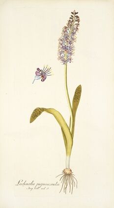 Lachenalia purpurocoerulea