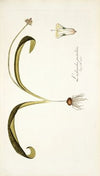 Lachenalia pustulata