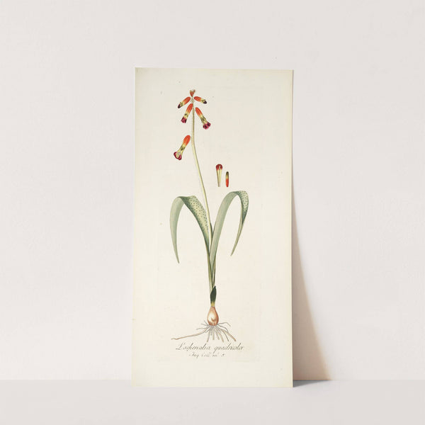 Lachenalia quadricolor (1781-1793) by Nikolaus Joseph Freiherr von Jacquin