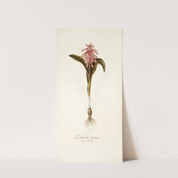 Lachenalia tigrina by Nikolaus Joseph Freiherr von Jacquin