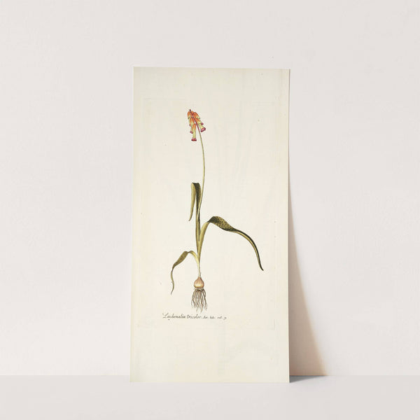 Lachenalia tricolor by Nikolaus Joseph Freiherr von Jacquin