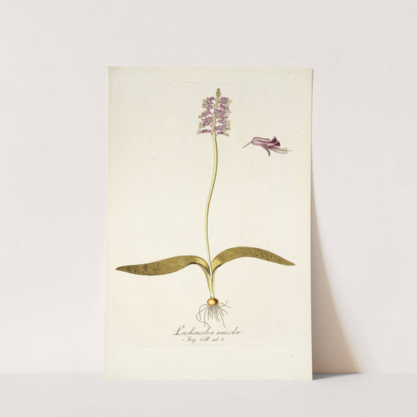 Lachenalia unicolor by Nikolaus Joseph Freiherr von Jacquin