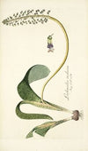 Lachenalia violacea