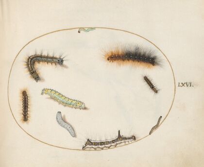 Lackey Moth Caterpillar, Figure of Eight Caterpillar, Grey Dagger Caterpillar, and Other Caterpillars (1575-1590)