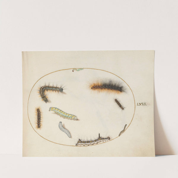 Lackey Moth Caterpillar, Figure of Eight Caterpillar, Grey Dagger Caterpillar, and Other Caterpillars (1575-1590) by Joris Hoefnagel