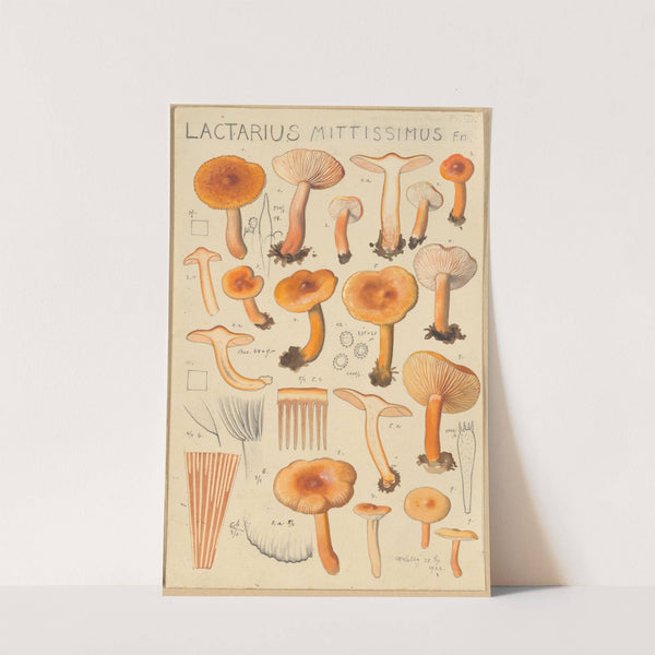 Lactarius camphoratus, Lactarius mittissimus (1915-1945) by Hans Walty