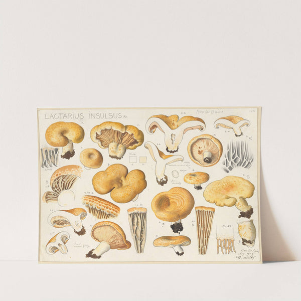 Lactarius insulsus Fr. (1915-1945) by Hans Walty