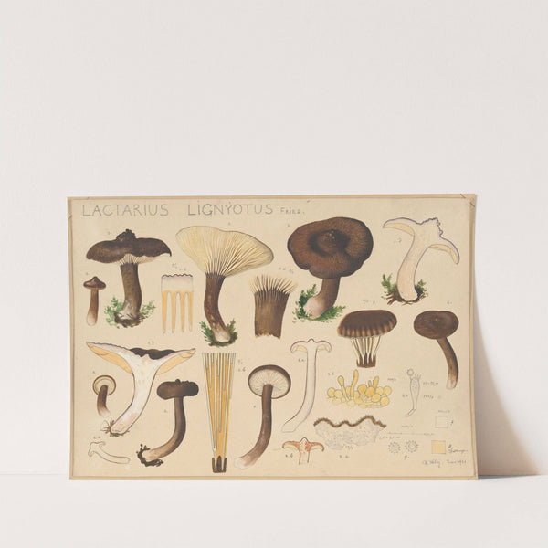 Lactarius lignyotus Fries. (1915-1945) by Hans Walty