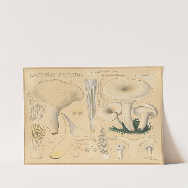 Lactarius piperatus Scop. (1915-1945) by Hans Walty