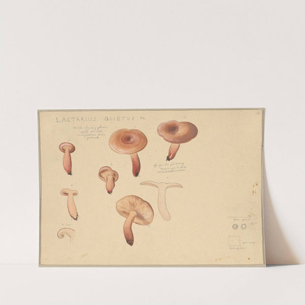 Lactarius quietus Fr. (1915-1945) by Hans Walty