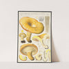 Lactarius scrobiculatus Scop (1915-1945) by Hans Walty