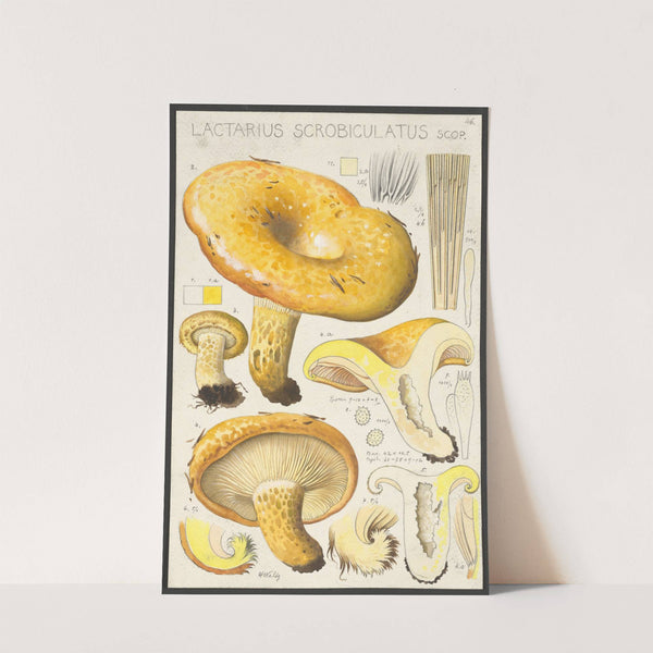 Lactarius scrobiculatus Scop (1915-1945) by Hans Walty