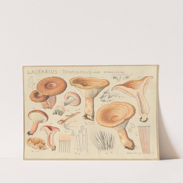 Lactarius torminosus Schff. (1915-1945) by Hans Walty