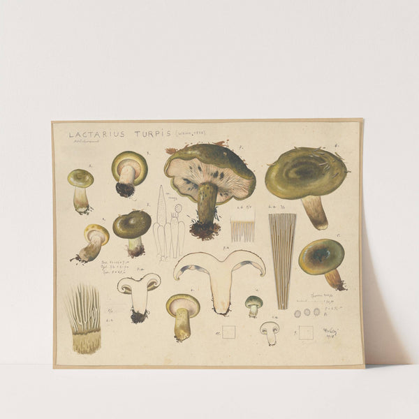 Lactarius turpis (Weinm. 1836) (1915-1945) by Hans Walty