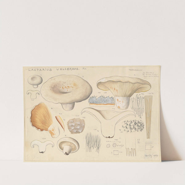 Lactarius vellereus Fr. (1915-1945) by Hans Walty