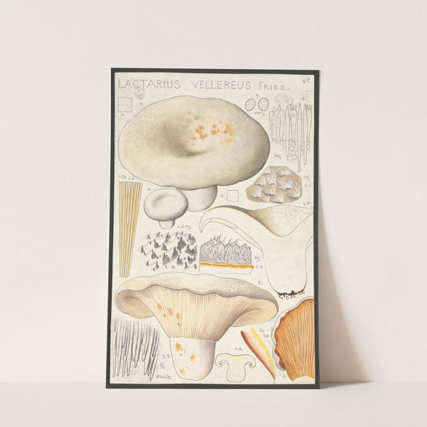 Lactarius vellereus Fries. (1915-1945) by Hans Walty