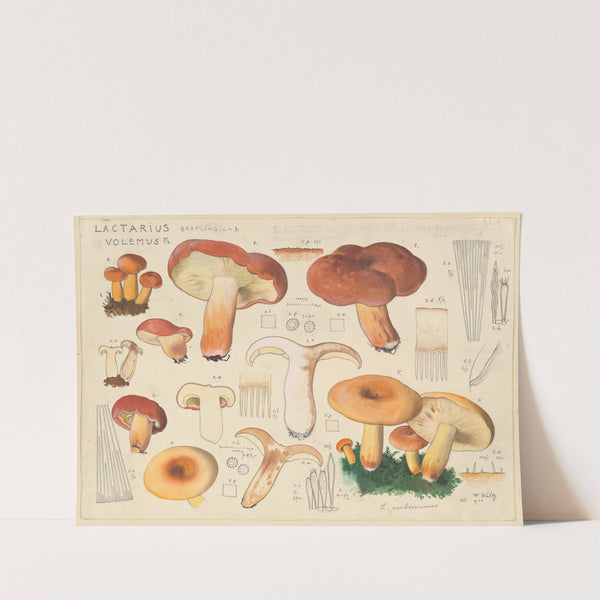 Lactarius volemus Fr. (1915-1945) by Hans Walty