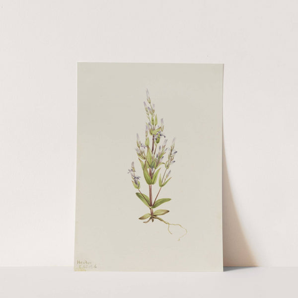 Ladder Gentian (Gentiana acuta) (1916) by Mary Vaux Walcott