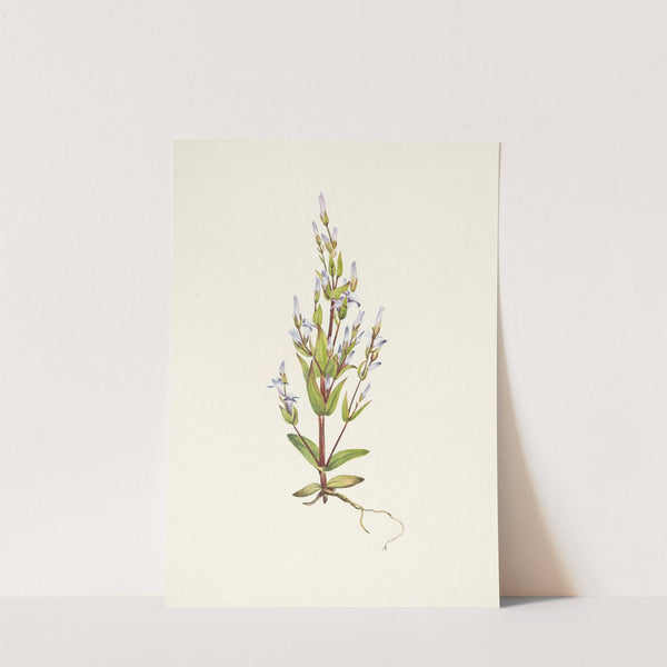 Ladder Gentian. Gentiana acuta (1925) by Mary Vaux Walcott