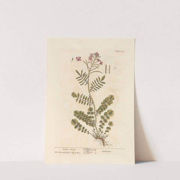 Ladies smock by Elizabeth Blackwell