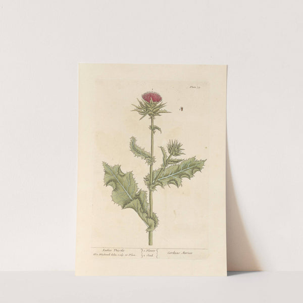 Ladies thistle by Elizabeth Blackwell