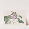 Lady Acland's Cattleya by Sydenham Edwards