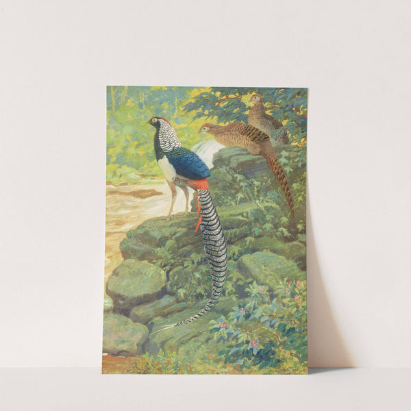 Lady Amherst Pheasant by Charles Robert Knight