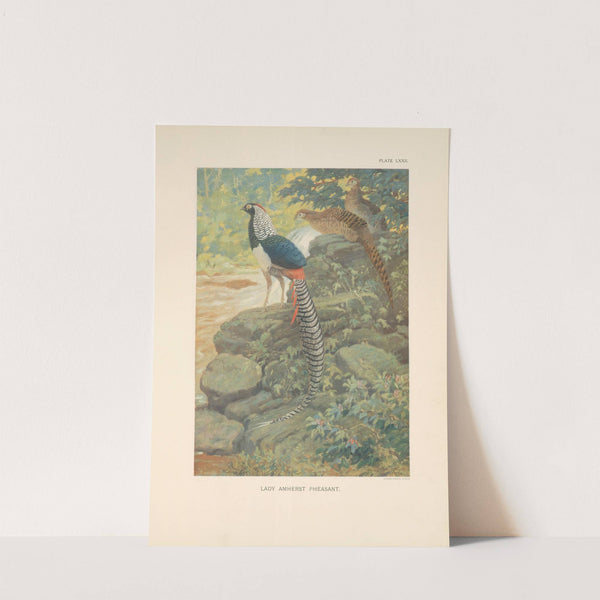 Lady Amherst Pheasant (Chrysophus amherstiae). (1918-1922) by Charles Robert Knight