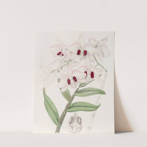 Lady Dalhousie's Dendrobium by Sydenham Edwards