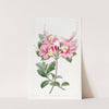 Lady Harriot Stapleton's Highclere Azalea by Sydenham Edwards