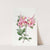 Lady Harriot Stapleton's Highclere Azalea by Sydenham Edwards