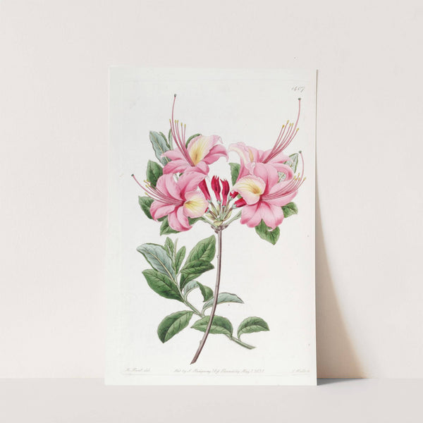 Lady Harriot Stapleton's Highclere Azalea by Sydenham Edwards