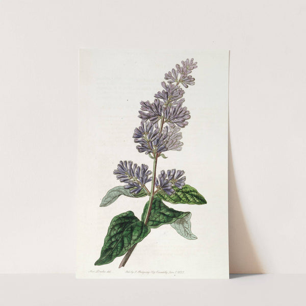 Lady Josika's Lilac by Sydenham Edwards