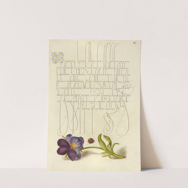 Ladybird and European Wild Pansy (1561–1596) by Joris Hoefnagel