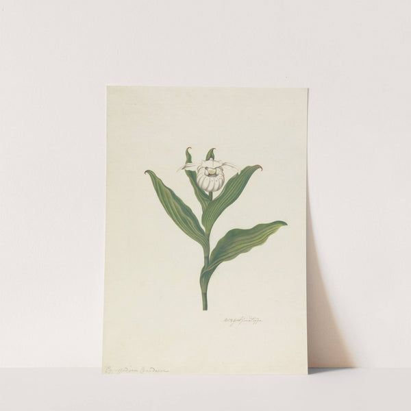 Lady's Slipper (Cypripedium Canadense, Calceolus Maria) by Robert Blyth