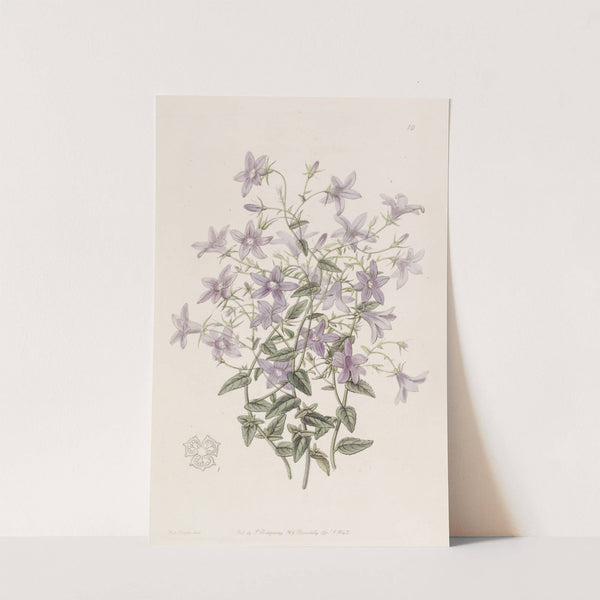 Laefling's Bellflower by Sydenham Edwards