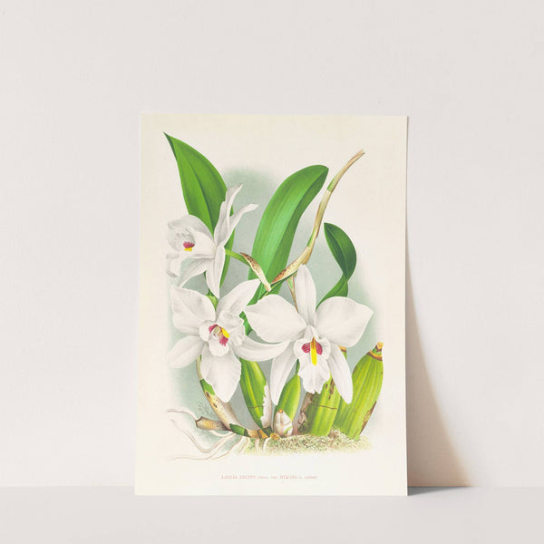 Laelia anceps var hyeana by Jean Jules Linden