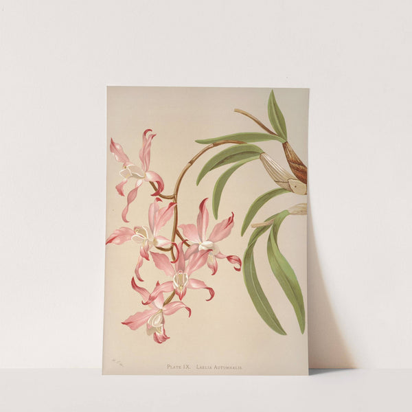 Laelia Autumnalis by Harriet Stewart Miner