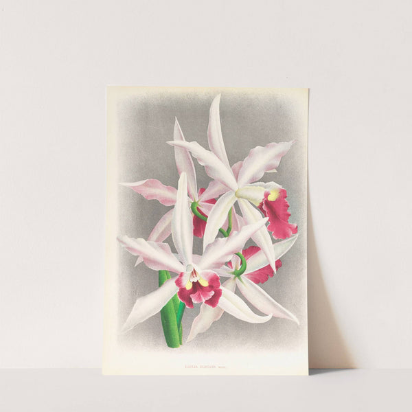 Laelia elegans by Jean Jules Linden