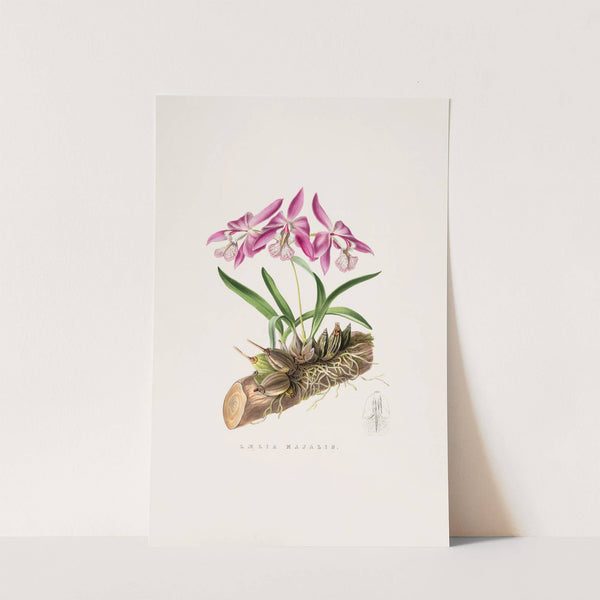 Laelia Majalis (1837-1843) by James Bateman