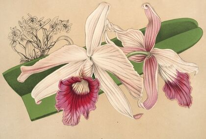 Lælia purpurata, var. Nelisii