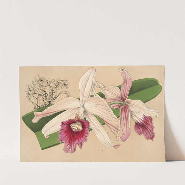 Lælia purpurata, var. Nelisii by Charles Antoine Lemaire