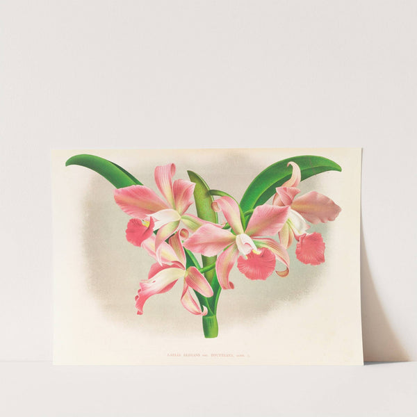 Laella elegans var houtteana by Jean Jules Linden