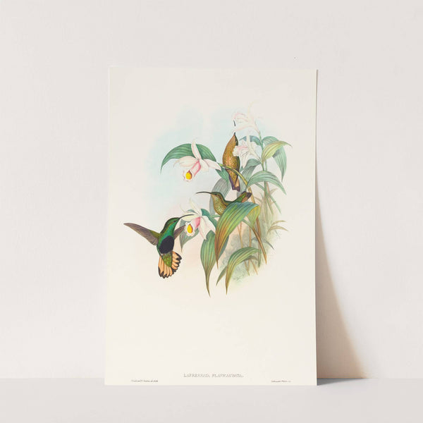 Lafresnaya flavicaudata (Buff-tailed Velvet-breast) by John Gould