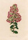 Lagenstroemia indica (1818-1824)