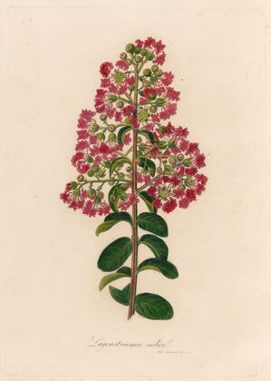 Lagenstroemia indica (1818-1824)
