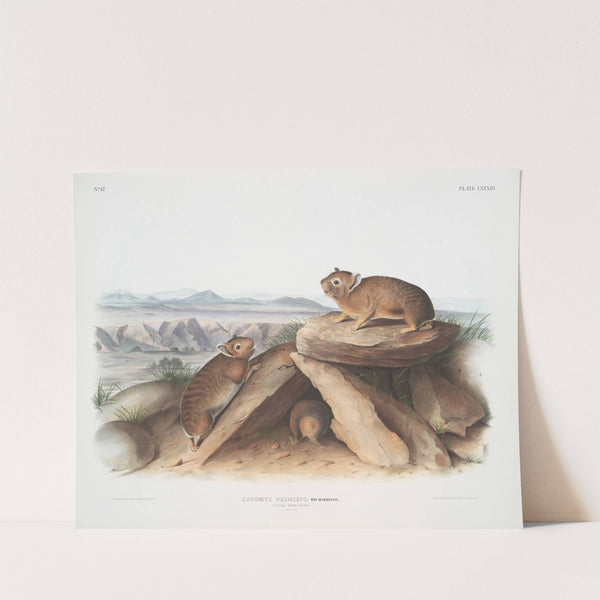 Lagomys princeps, Little Chief Hare. (Natural size.) (1845-1848) by John Woodhouse Audubon