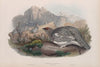 Lagopus mutus. Autumn plumage. Ptarmigan (autumn plumage). (1862-1873)