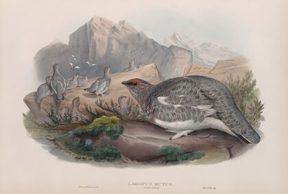 Lagopus mutus. Autumn plumage. Ptarmigan (autumn plumage). (1862-1873)